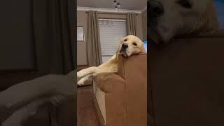 not a single thought  #goldenretriever #funny #puppy #dog #dogoftheday #dogbreed #pets