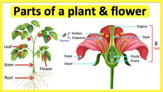 Parts of a plant & flower | Anatomy & function | Learn with pictures