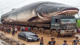 Ikan Lele Raksasa Pemakan Manusia Akhirnya Berhasil Ditangkap, Tak Disangka Besarnya Segini.