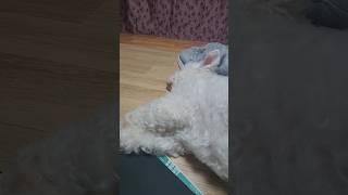 잠자는 도도할매 #발바닥 #간질간질 #봄이 #집에 #놀러온 #도도 #할매 #괴롭히기