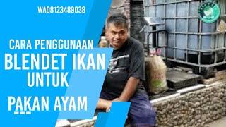 CARA MENGGUNAKAN BLENDET UNTUK PAKAN AYAM KAMPUNG DAN SEJENIS