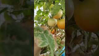 Fresh tomatoes| My home garden# #nature #wildlife #birds #garden #shorts  #youtubeshorts #tomato