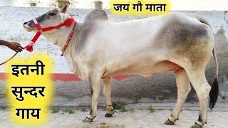 आज देखो अनमोल हीरा , हरियाणा नस्ल की गाय , ओर 15 किलो दूध की साहीवाल गाय , Shanti Dairy Farm ,