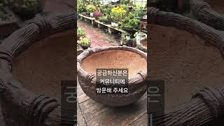 바구니화분 할인판매 합니다