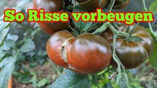 Risse vorbeugen an Tomaten - Das kannst du tun