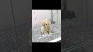 끝까지 분양되지 않으면... 강아지는 어떻게 될까?,What happens to puppies that are not for sale?