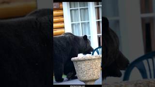 Huge Grizzly Bear Boar Visits Cabins