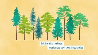 CAMBIO: Climate change Adaptation and Mitigation with BIOdiverse forest plantations