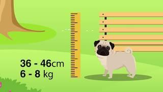 Doggle Guides - Pug - Dog Breed Info