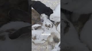 Napoleon vs. 1000 BUNNIES?!  True Story! #Shorts #viral