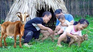 Dwarf family happy life: Take care of goats giving birth, harvesting beans | renovate the garden