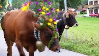 Almabtrieb Stöger/Schnapperwirt 2024 - Schliersee