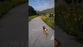 꽃길만걷자 누리야 #용대리 #군위 #금계국 #6월 #우리동네