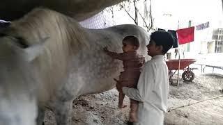 Baby showing Love with Zuljanah Imam Hussain A.S II Saddat Colony