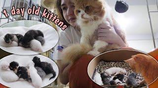 A Day After Maria Gave Birth | Father Cat and Uncle Cat Cute Reaction | Adorable Cats ️