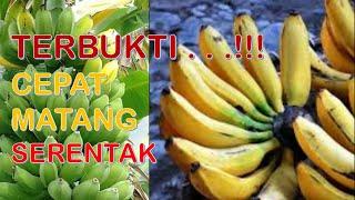 DENGAN CARA INI TERBUKTI PISANG CEPAT MATANG SERENTAK