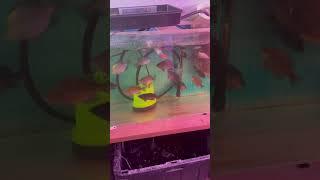 Feeding Aquaponics Fish #aquaponicsystem