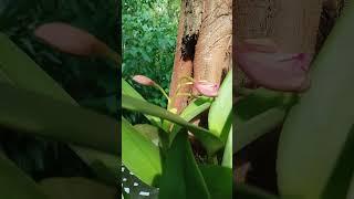 Beautiful orchid