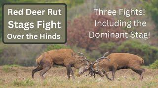 Red Deer Rut - The Dominant Stags Epic Fight!