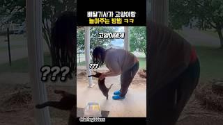 배달기사가 고양이랑 놀아주는 방법ㅋㅋㅋ #동물 #고양이