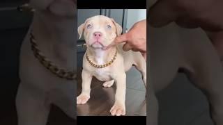 #dog #pitbullattitude #pitbull #whitepitbull #americanbully #pitbull #short #viral #trending #video