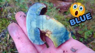 Blue-staining boletes (4 species)