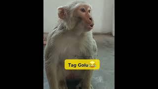 tag golu #shorts #comedy #viral