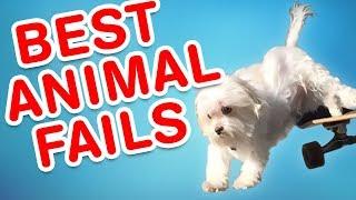 Best Animal Fails | Funny Fail Compilation