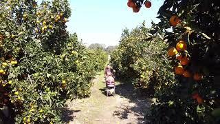 How we picked oranges in Israel / Сборы апельсинов в Израиле