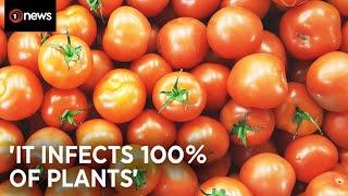 Tomato crisis: NZ temporarily slams door on Aussie imports | 1News on TVNZ+