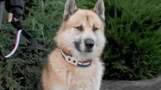 This Greenland Dog x Czechoslovakian Wolfdog narrowly escaped death!