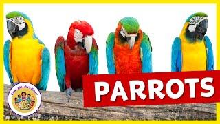 Kids Educational Videos | Kindergarten and Elementary ENGLISH Animals SCIENCE | All About Parrots! 