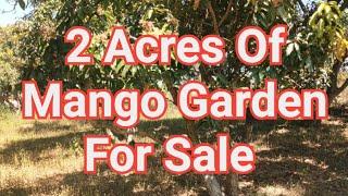 2 Acres Of Mango Farm Land For Sale