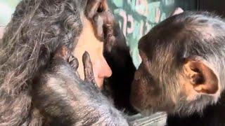 Chimpanzee Grooms Woman's Face