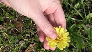 False Dandelion