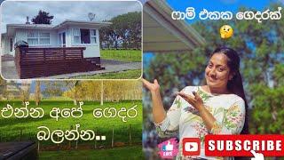 නවසිලන්තයේ  අපේ පුංචි ගෙදර බලමු ද  