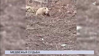 20.06.2024. «Новости Северного города». Медвежья судьба. Когда закроют мост? Коммунальные советы.