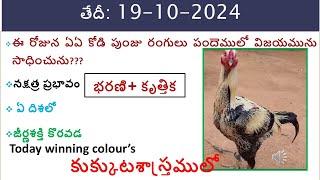 19 October 2024 Today winning colours / Today winning colours in kukkuta sastram /