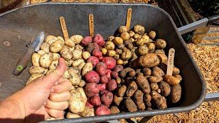 Potato Harvest and Mid April Garden Update at Deep South Texas