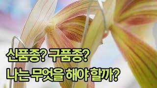 [682편] 값이 높은 신품종일때 들일까요? 4~5만원될때 들일까요?ㅣ신품종과 구품종!