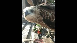 Burung Elang paling langka didunia