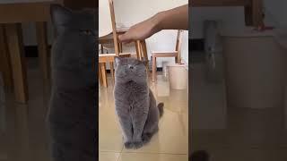 #shorts #cat #catlover Love watching qq cats? Drop a like and Follow