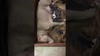 pets#americanbully#danger#pit#pup#short#feed#viral#video#viral#videos guys short per50like please