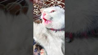  Angry cat sound|| angry cat sound || #shorts #catsounds #youtube #youtubeshorts