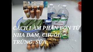 Hướng dẫn làm phân hữu cơ dịch nha đam, chuối, trứng, sữa rất tốt cho cây trồng