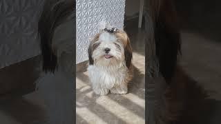 Are Shih Tzu Easy to Train?