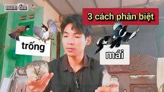cách phân biệt chim chào mào, bông lau trống mái chính xác nhất. mới nhất 2024 | nam ấm