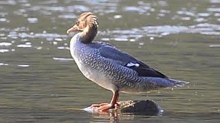 唐秋沙(中華秋沙鴨)/Scaly-sided Merganser(Chinese Merganser)