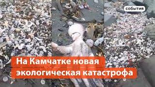 На Камчатке массовая гибель животных и загрязнение воды