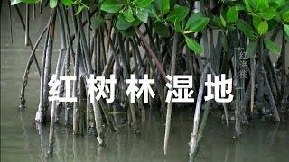 红树林湿地